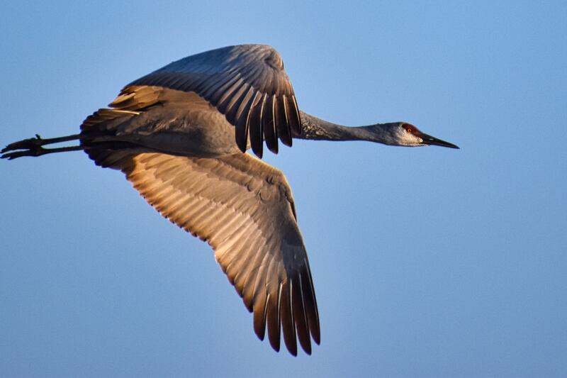 230515-nebraska-embed-sandhill-crane-flight_embpbr