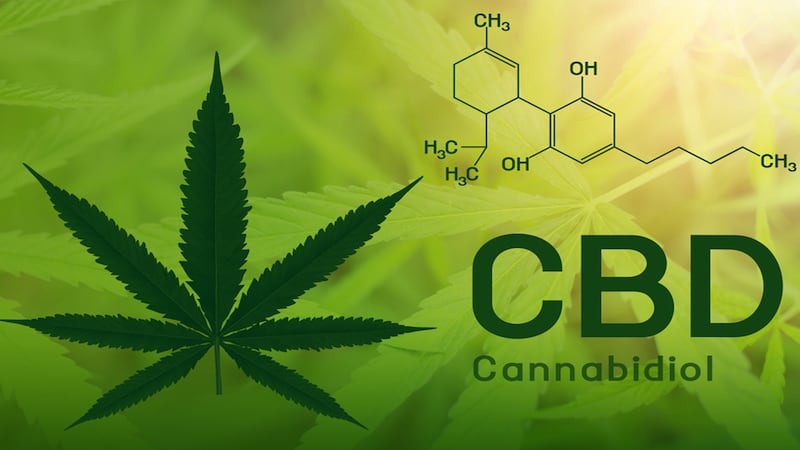 chemical symbol of cannabidiol cbd marijuana leaf in forefront green