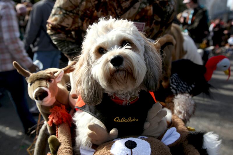 galleries/2012/02/21/dogs-celebrate-carnival-and-mardi-gras-photos/mardi-gras-dog-parades-solomon-09_mmcvcr