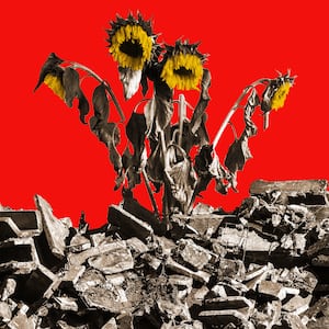 Photo illustration of wilting sunflowers behind building rubble in front of a red background