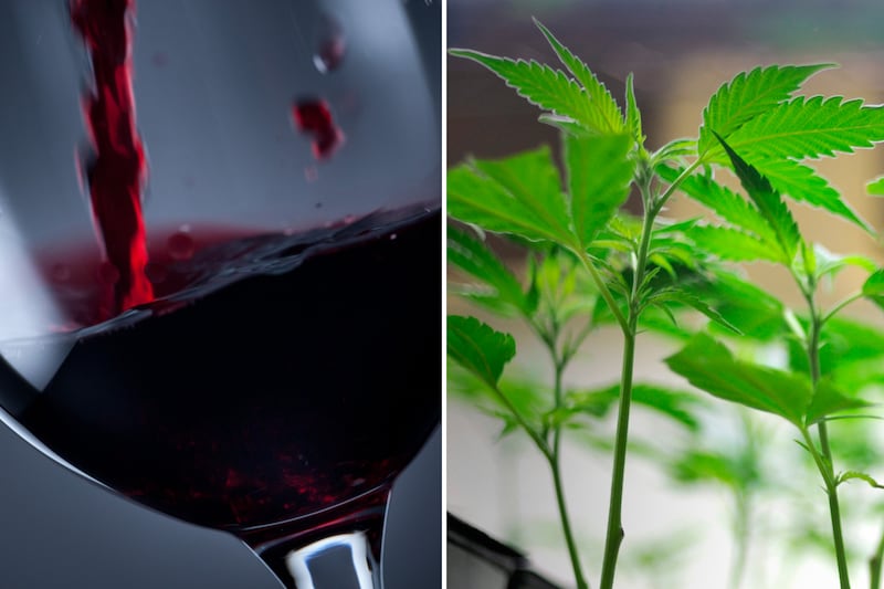 articles/2012/04/14/marijuana-laced-wine-grows-more-fashionable-in-california-wine-country/potwine-steinberger-tease_a7shsf