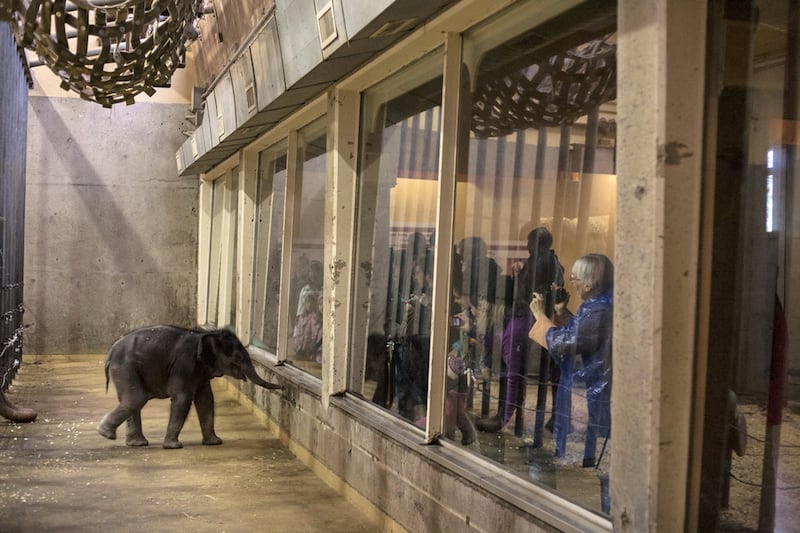 articles/2013/02/12/elephant-calf-lily-rescued-by-oregon-zoo/130211-Winston-Baby-Elephant-Lily-embed_xdzgto