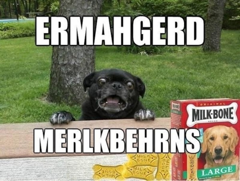 galleries/2012/06/23/meme-of-the-week-ermahgerd-animals/meme-of-the-week-ermahgerd-animals-2_bts9kc