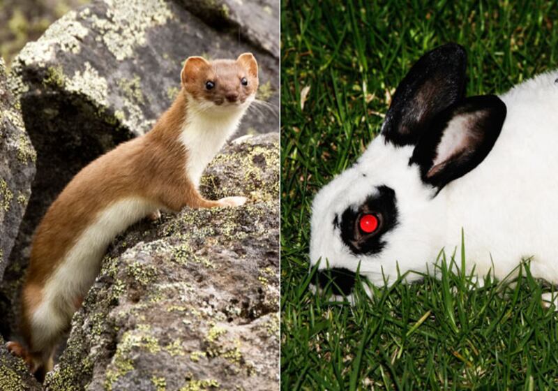 galleries/2010/04/22/animal-face-offs/animal-face-off---ermine-rabbit_smbxqa