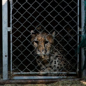 A photograph of a cheetah inside a transport cage at the Cheetah Conservation Fund (CCF) before being relocated to India, in Otjiwarongo, Namibia.