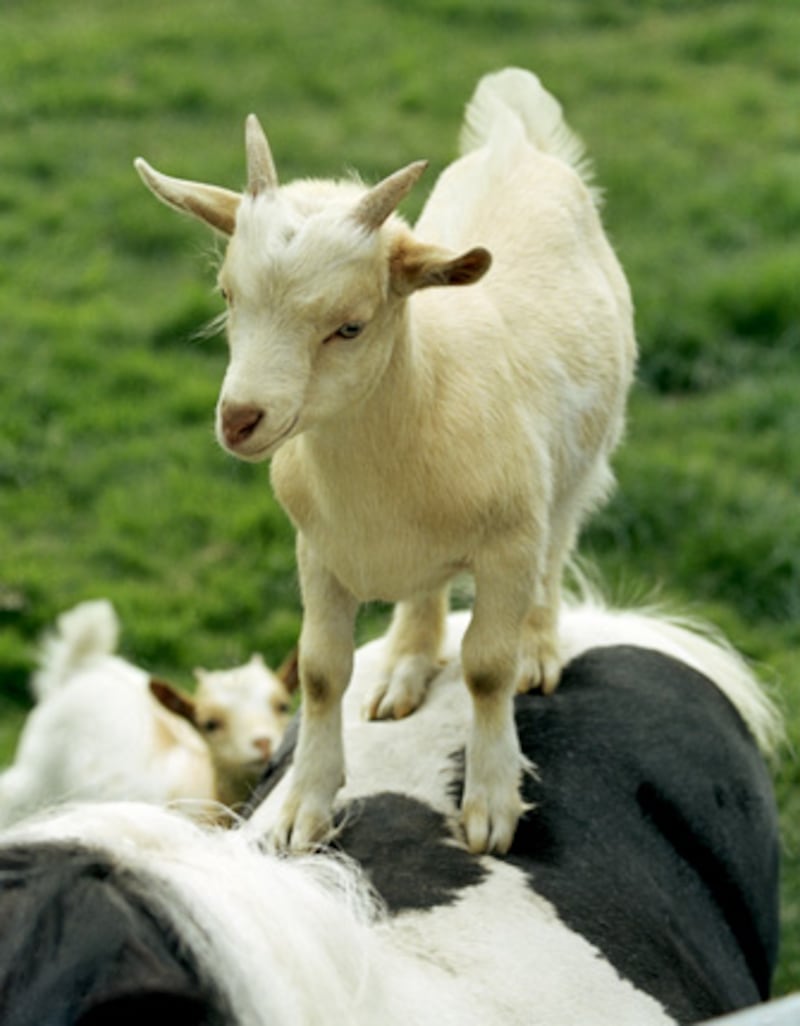 galleries/2012/02/16/goats-have-accents-and-other-strange-goat-facts-photos/goat-facts-cows_pb5suq