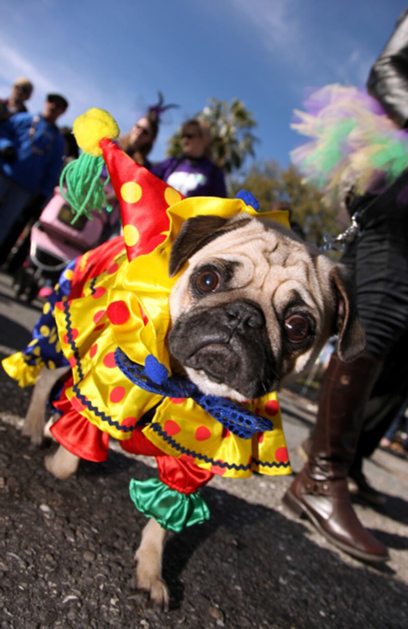 galleries/2012/02/21/dogs-celebrate-carnival-and-mardi-gras-photos/mardi-gras-dog-parades-solomon-11_zsm7s2