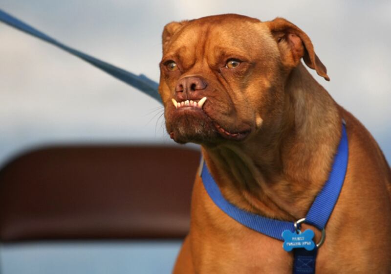 galleries/2009/06/28/worst-in-show-the-best-of-the-world-s-ugliest-dog-contest/ugly-dogs-08_dgukxa