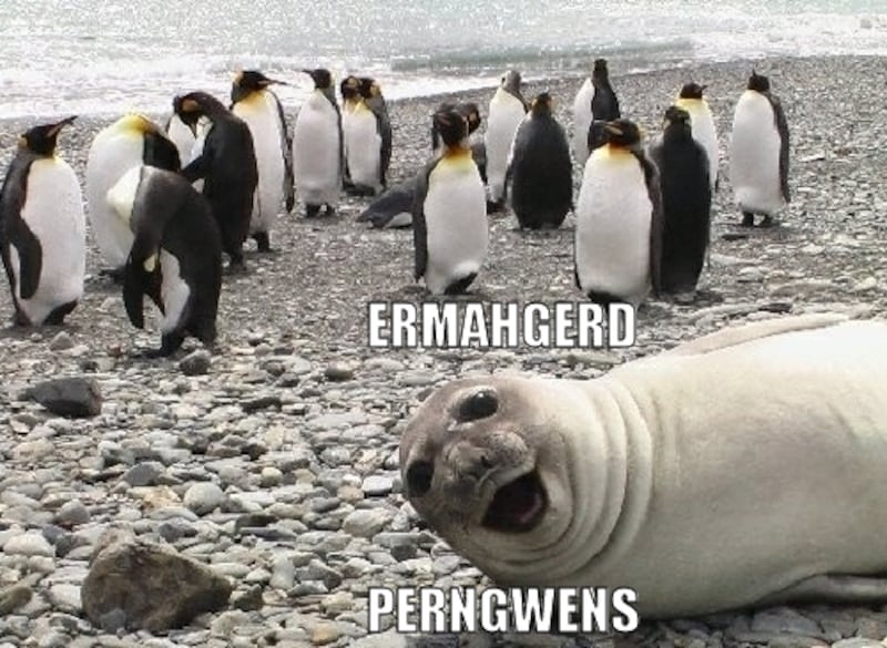 galleries/2012/06/23/meme-of-the-week-ermahgerd-animals/meme-of-the-week-ermahgerd-animals-6_b4oycp