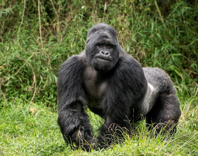 3-Silverback_Mountain_Gorilla_Uganda_hw5nf1