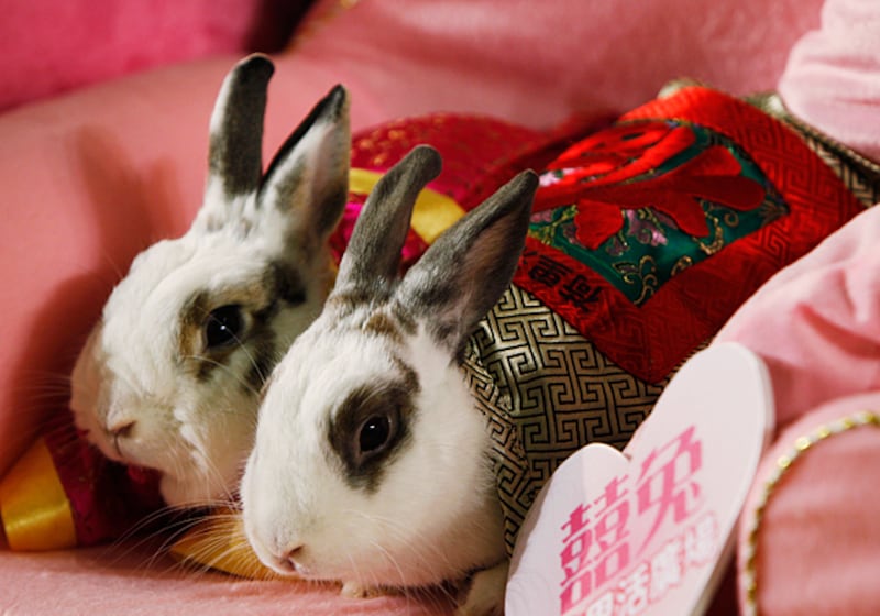 galleries/2011/04/21/rabbits-in-costumes/rabbits-in-costume-7_uete2b