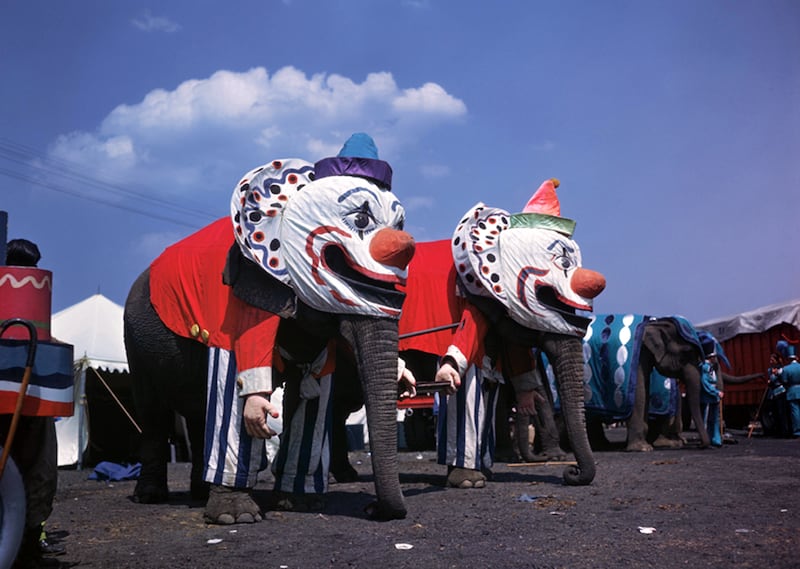 galleries/2012/10/21/the-american-circus-chronicles-the-big-top-s-glory-days-photos/the-american-circus-elephant-clowns_qwxplb