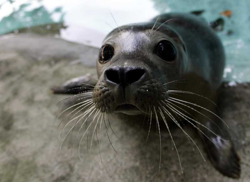 galleries/2011/05/05/cute-seals/cute-seals-1_ptb5ek