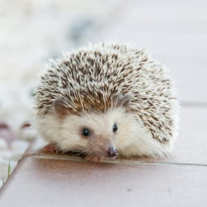 hedgehog-g12e3666cf_1920_jjazay