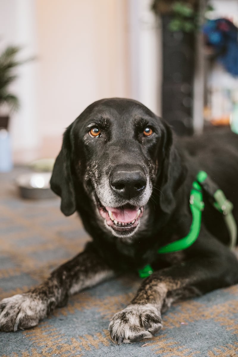 An old dog lays down and smiles at the camera