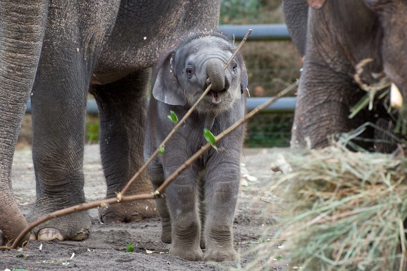 articles/2013/02/12/elephant-calf-lily-rescued-by-oregon-zoo/130211-Winston-Baby-Elephant-Lily-tease_jhaonj