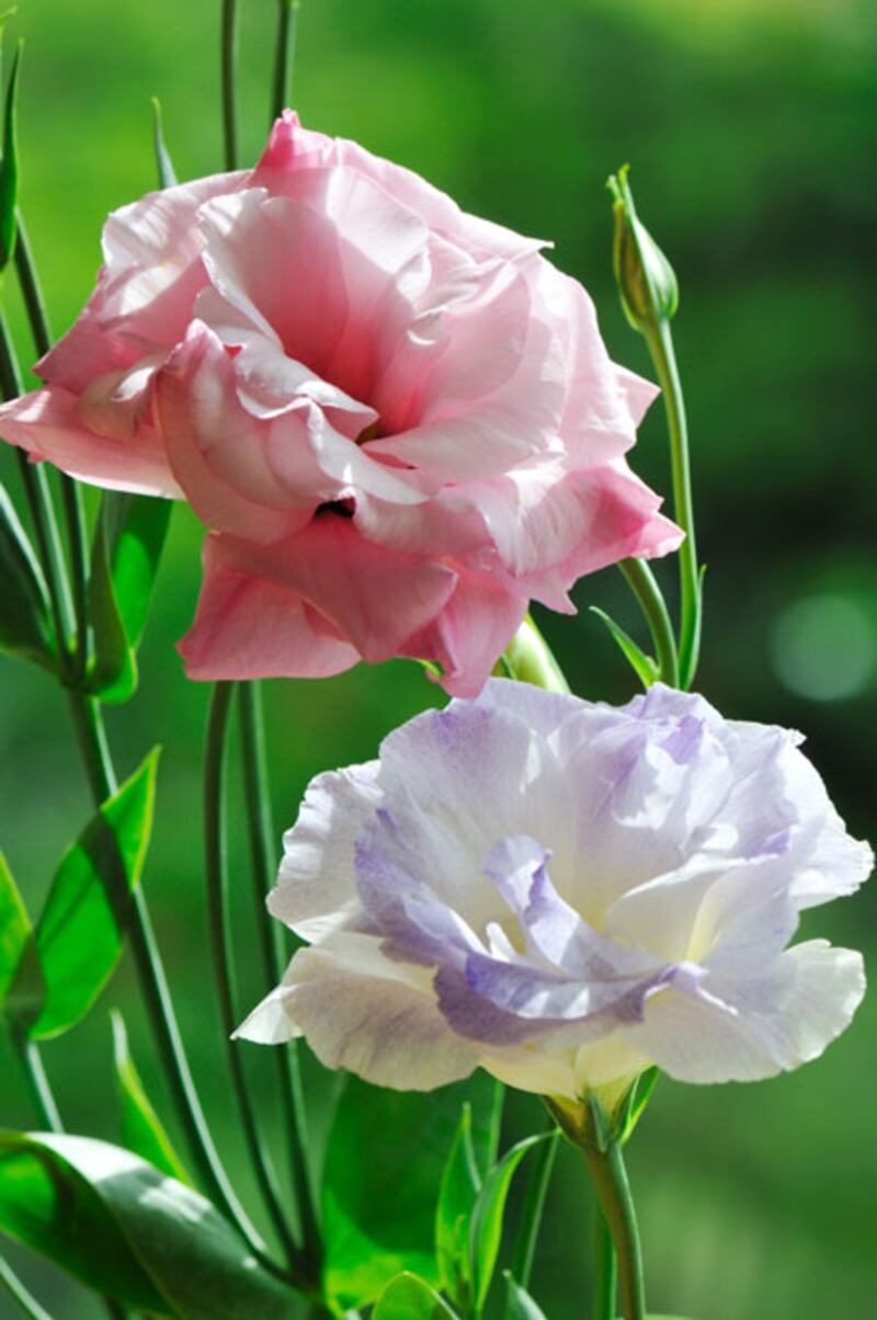 galleries/2011/05/03/top-selling-flowers/top-selling-flowers---lisianthus_owbhol