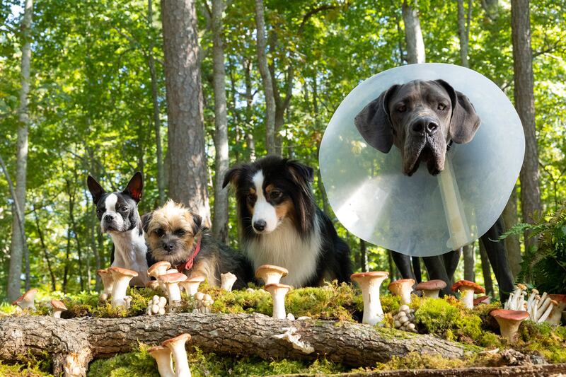 ug, Reggie, Maggie and Hunter look at some mushrooms in ‘Strays’