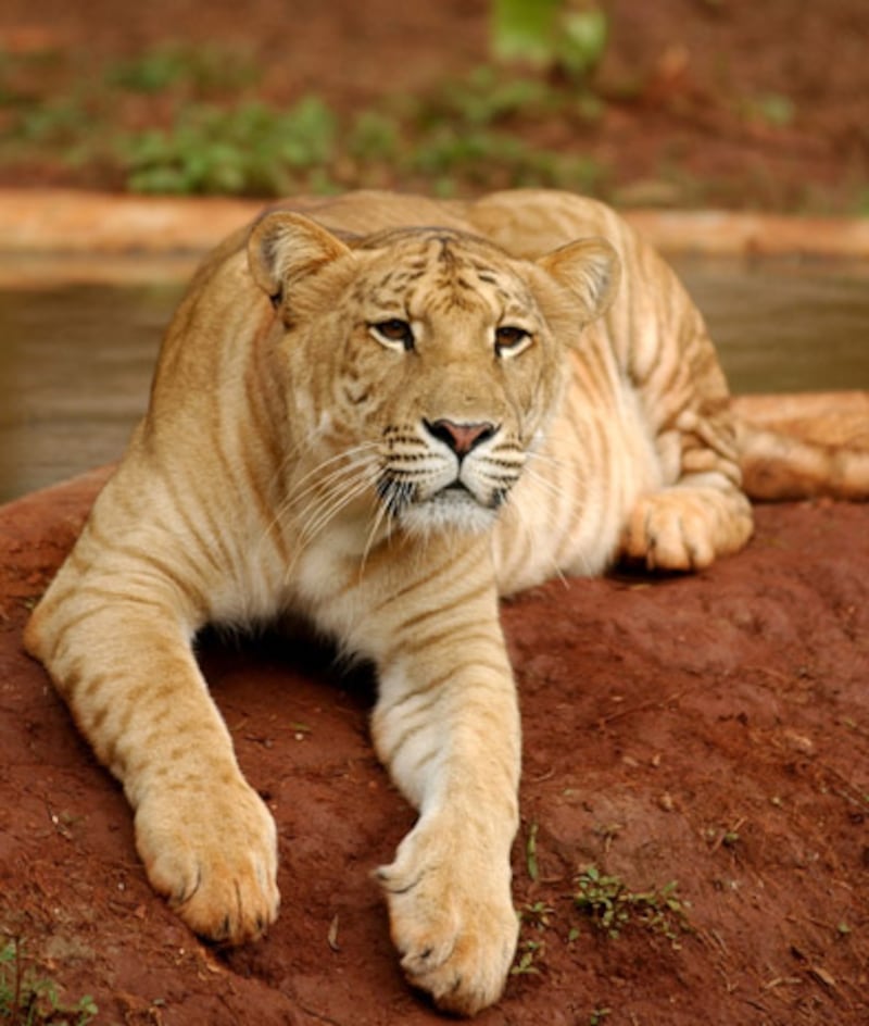 galleries/2012/01/05/amazing-and-bizarre-hybrid-animals-shark-liger-zebroid-and-more-photos/hybrid-animal-gal-liger_wr3gry