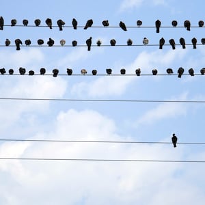 birds on a wire loneliness isolation mental health illness depression