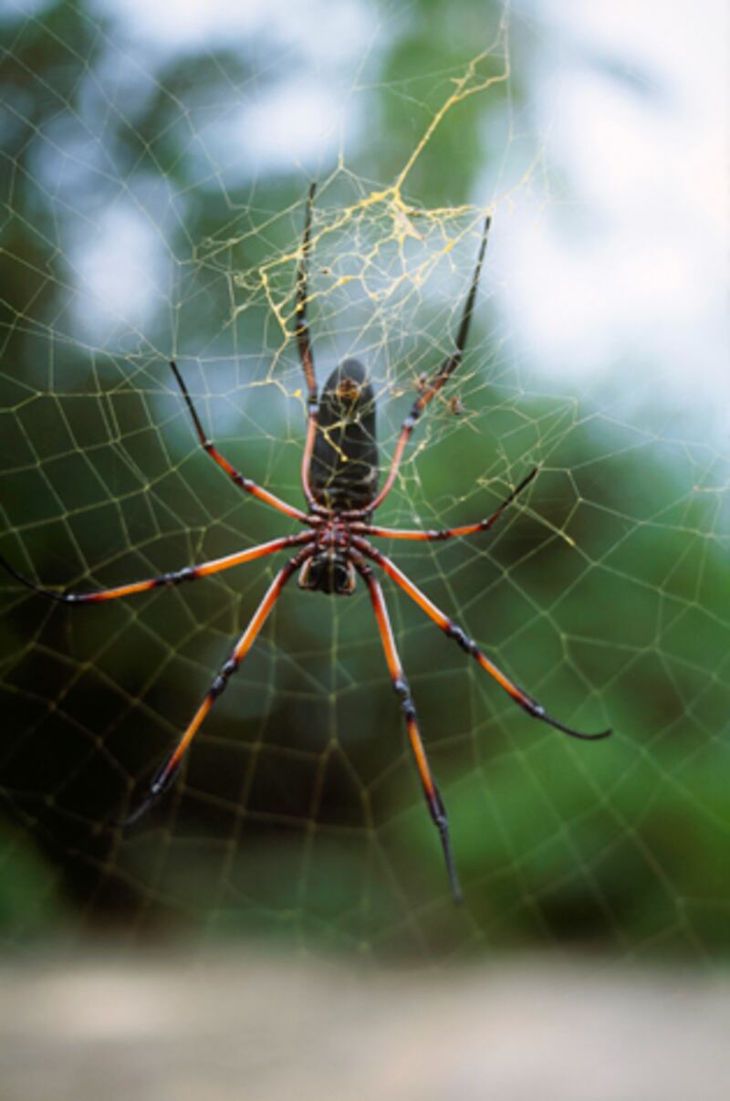 galleries/2012/08/19/mosquito-predators-from-dragonflies-to-purple-martins-photos/mosquito-killers-spider_tworw4