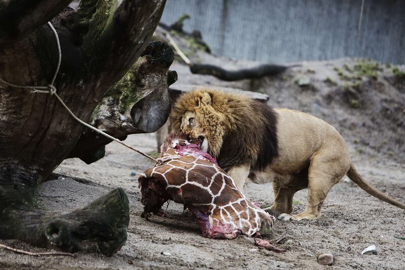 articles/2014/03/28/at-the-copenhagen-zoo-humans-can-be-animals/140327-bleyer-zoo-embed_kbbg3q