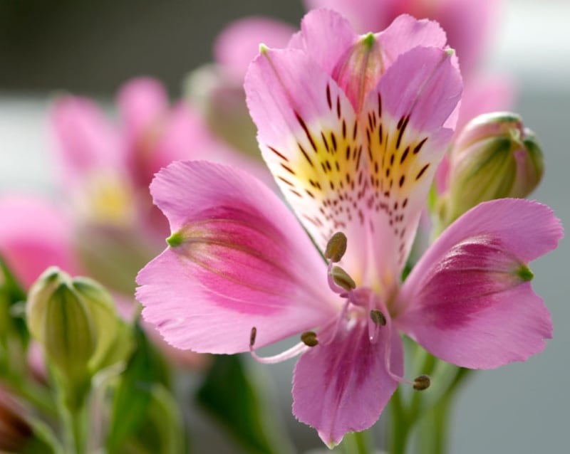 galleries/2011/05/03/top-selling-flowers/top-selling-flowers---alstroemeria_zelzvc