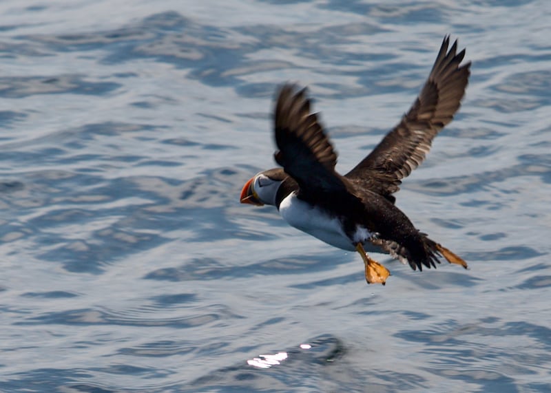 220909-fogo-embed-puffin_zedtru