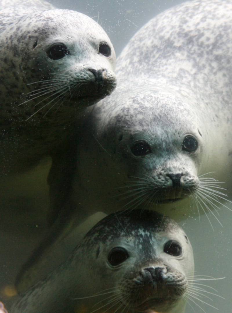 galleries/2011/05/05/cute-seals/cute-seals-8_y0xywc