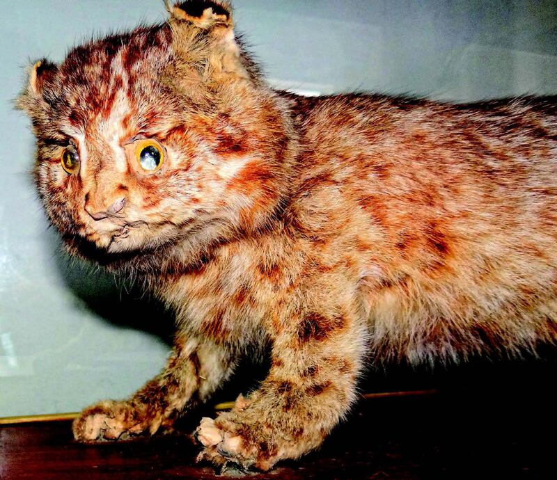 galleries/2014/09/06/the-crappiest-taxidermy-in-the-entire-world-photos/140903-crap-taxidermy-09_tpk3ae