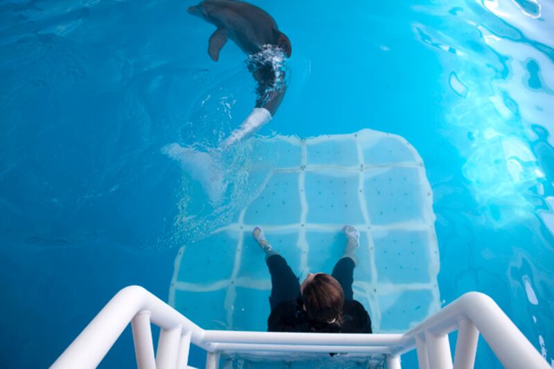 galleries/2009/11/30/high-tech-prosthetics-serve-human-amputees-and-disabled-animals/dolphin-prosthetic-2_b0fzuk