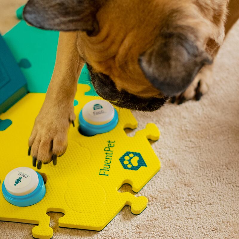 A dog presses a FluentPet button on the floor