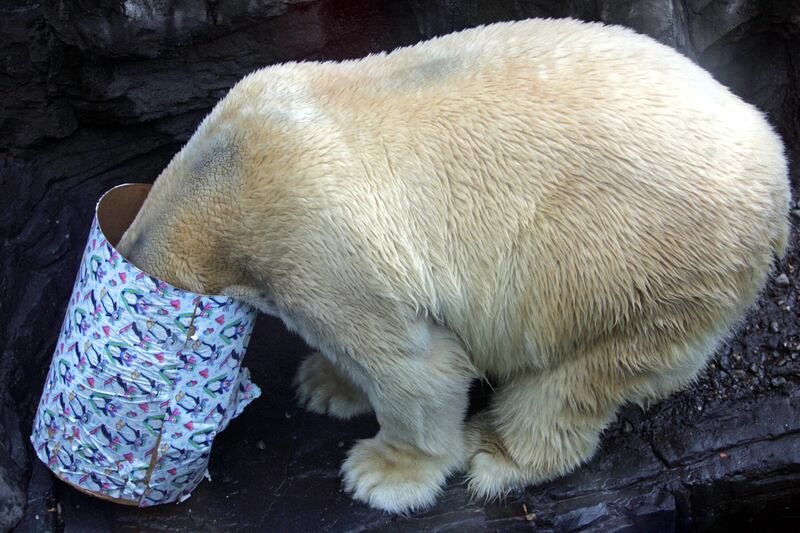 galleries/2013/08/29/five-reasons-we-ll-miss-gus-the-bipolar-polar-bear-photos/gus-polar-bear-obituary-4_yhsl0g