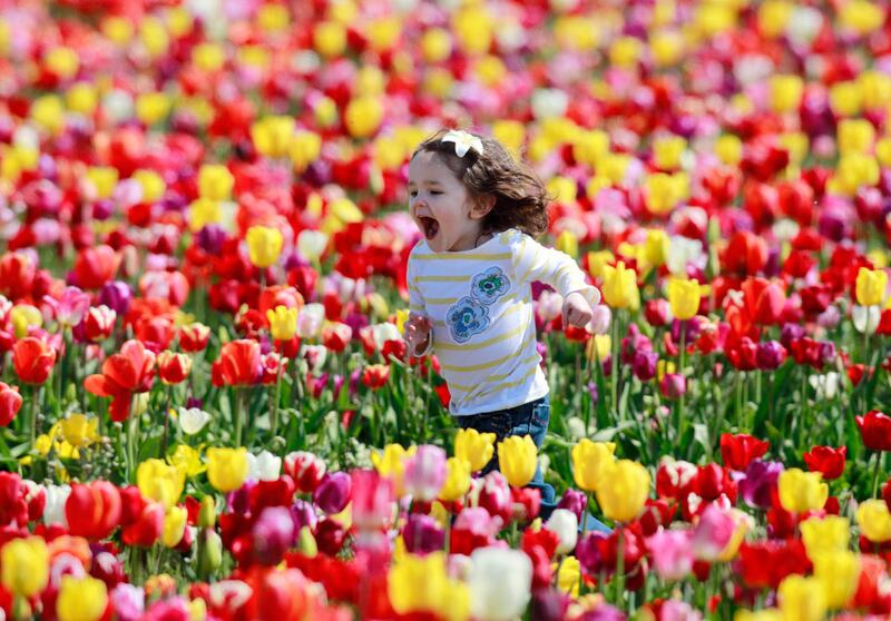 galleries/2011/05/03/top-selling-flowers/top-selling-flowers---tulips_pg8cpj