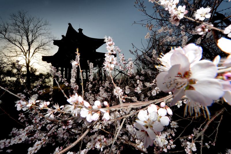 galleries/2013/04/11/spring-in-bloom-around-the-world/130410-spring-china-02_taasdq