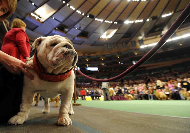 galleries/2011/02/14/2011-westminster-dog-show/westminster-dogs---bulldog_lgj36a