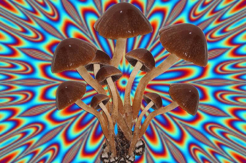 articles/2014/02/05/longtime-sufferers-of-cluster-headaches-find-relief-in-psychedelics/140204-panne-mushrooms-tease_emuw5y