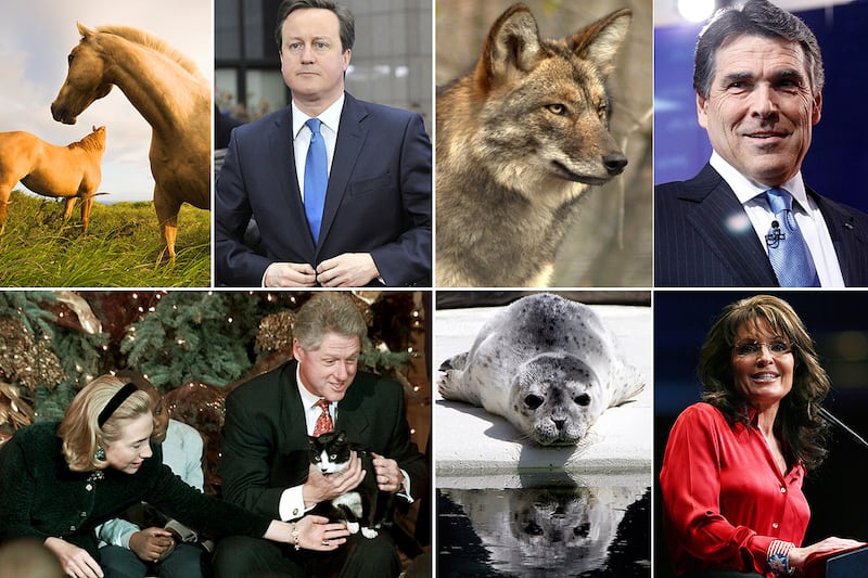 galleries/2012/03/03/david-cameron-rides-rebekah-brooks-horse-and-other-political-animal-scandals-photos/political-animal-scandals-tease-more_vw8drt