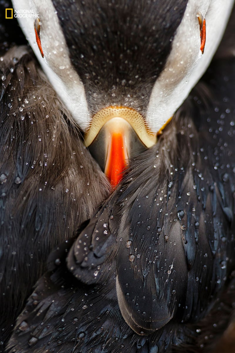 galleries/2016/12/13/national-geographic-nature-photographer-of-the-year-winners/161212-NGNP-09-embed-mario-suarez-porras-ngnp-animalportraits3b_sd6v2n