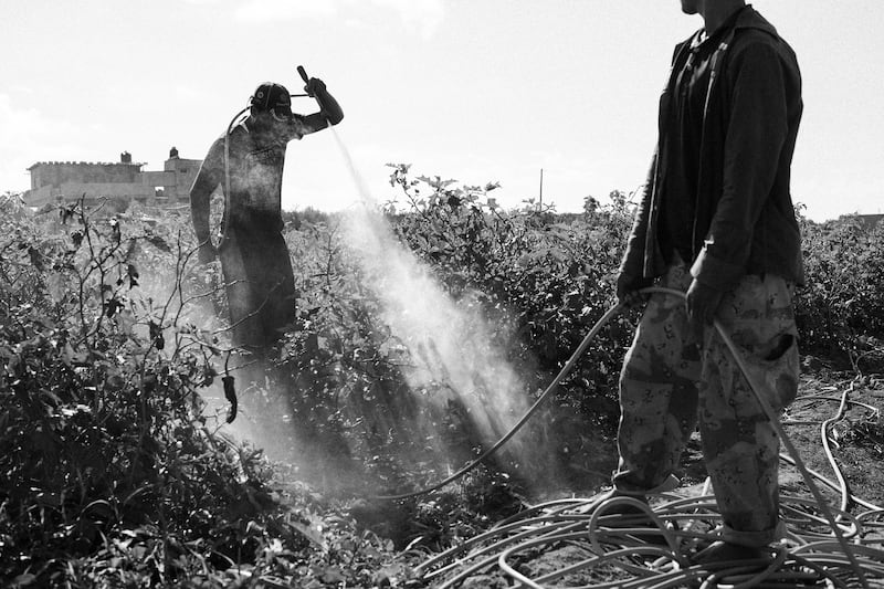 galleries/2015/02/08/what-grows-after-gaza-s-war/150130-franko-gaza-farms3_hyopnx