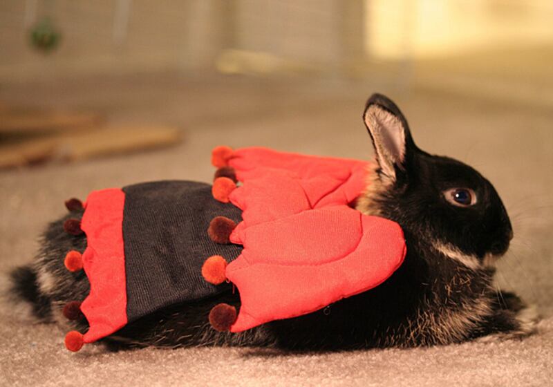 galleries/2011/04/21/rabbits-in-costumes/rabbits-in-costume-2_yci15j