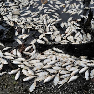 A cluster of dead fish washed up on a shore