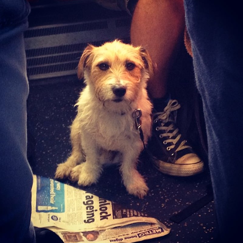 galleries/2013/08/23/dogs-on-trains-photos/130822-dogs-on-trains-5_osp3ri