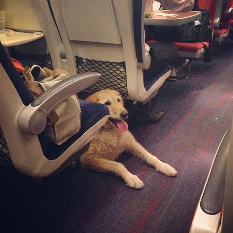 galleries/2013/08/23/dogs-on-trains-photos/130822-dogs-on-trains-2_tcpy8m