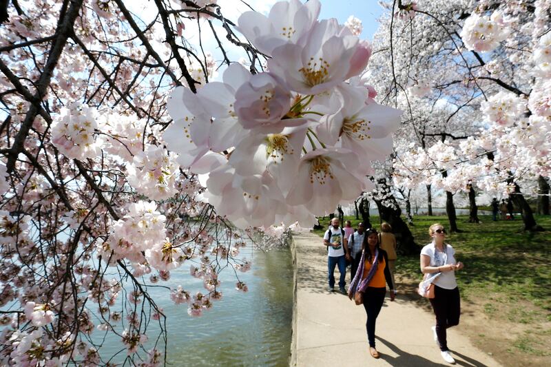 galleries/2014/04/10/now-it-s-really-spring-cherry-blossoms-are-at-their-peak-photos/140409-cherryb-tease_tocljo