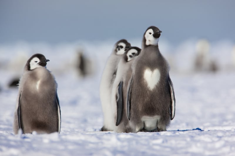 galleries/2012/02/11/animals-with-heart-shaped-marks-photos/heart-shapes-penguin_pogruo