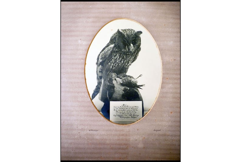 articles/2013/02/27/royal-cover-up-as-prince-of-wales-shoots-owl-in-1896/sykes-edward-owl-3_dwxx7f