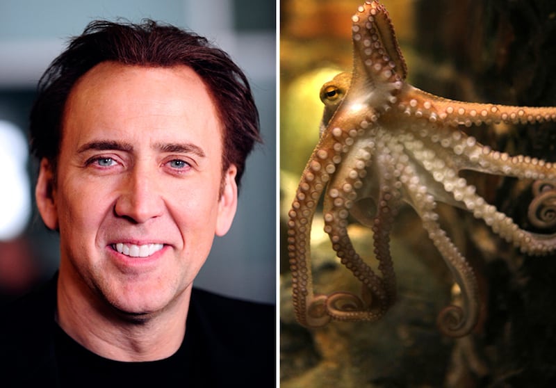 galleries/2011/06/16/weirdest-celebrity-pets/nic-cage-octopus_rza5kf