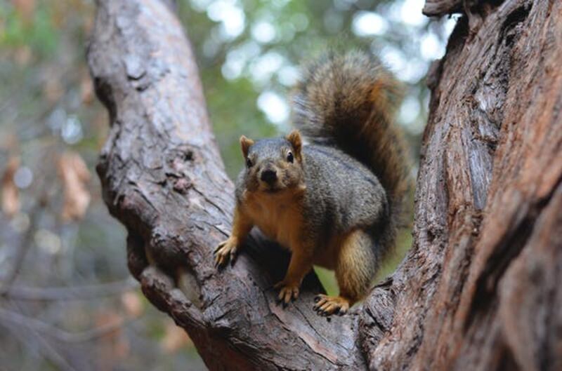 Berkley_Squirrel_jcs4ut