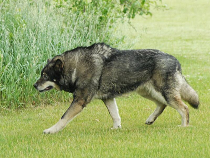 galleries/2012/01/05/amazing-and-bizarre-hybrid-animals-shark-liger-zebroid-and-more-photos/hybrid-animal-gal-wolfdog_o88elm